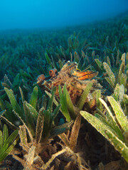 A filamented devilfish Inimicus filamentosus in the seagrass meadow