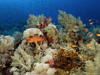 Fototapeta na wymiar A coral hind Cephalopholis miniata hunting on a beautiful Red Sea coral reef