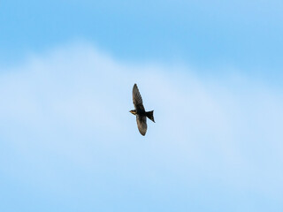 ツバメ飛翔(Barn swallow)