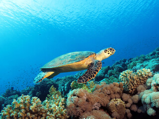A Hawksbill turtle Eretmochelys imbricata swimming over a beautiful Red Sea coral reef