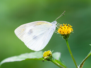 モンシロチョウ(Small White)