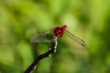 Red Dragon Fly Macro photography