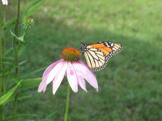 Monarch butterfly on an echinacea coneflower 