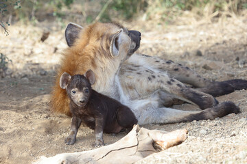 Tüpfelhyäne / Spotted Hyaena / Crocuta crocuta.