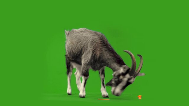 funny gray goat chews carrots