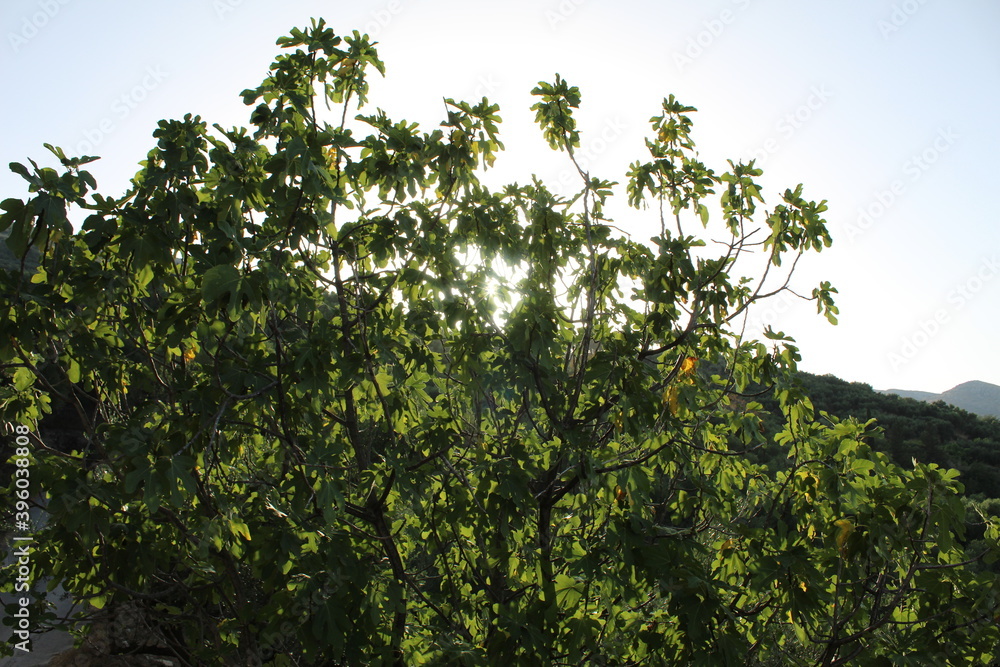 Wall mural green tree branches