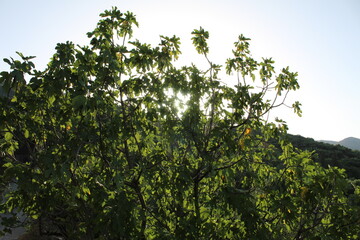 green tree branches