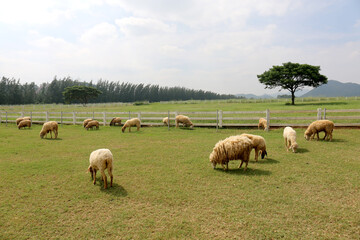 Obraz premium sheep farm in thailand