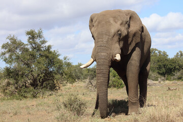 Obraz premium Afrikanischer Elefant / African elephant / Loxodonta africana