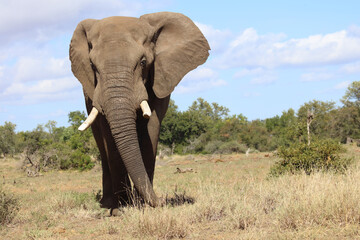 Afrikanischer Elefant / African elephant / Loxodonta africana
