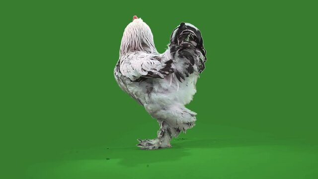 big handsome motley cock walks