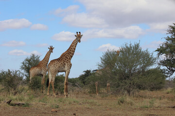 Giraffe / Giraffe / Giraffa Camelopardalis