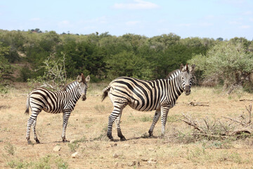 Fototapeta na wymiar Steppenzebra / Burchell's Zebra / Equus burchellii...