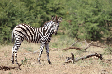 Steppenzebra / Burchell's Zebra / Equus burchellii...