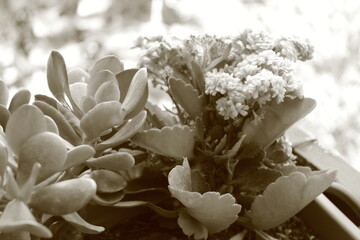 white flowers in the garden