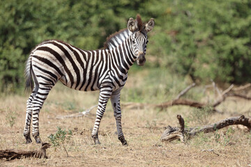 Steppenzebra / Burchell's Zebra / Equus burchellii...