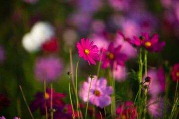 pink Cosmos flowers in the garden

