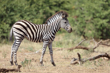 Steppenzebra / Burchell's Zebra / Equus burchellii...
