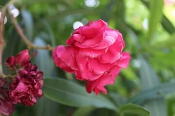 pink rose bush