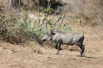 Warzenschwein / Warthog / Phacochoerus africanus.