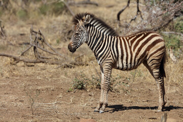 Steppenzebra / Burchell's Zebra / Equus burchellii...