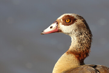 Nilgans / Egyptian Goose / Alopochen aegyptiacus..