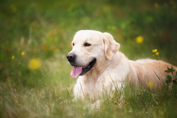 Cute golden retriever dog lying in the green grass and flowers background.