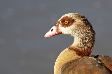 Nilgans / Egyptian Goose / Alopochen aegyptiacus..