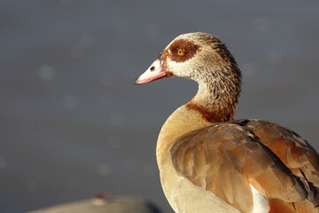 Nilgans / Egyptian Goose / Alopochen aegyptiacus..