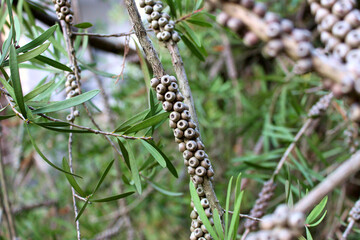 Callistemon seed boxes (lat.Callistemon) on branches.