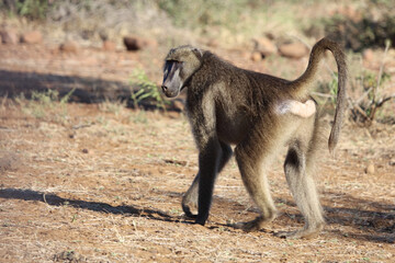 Bärenpavian / Chacma baboon / Papio ursinus.