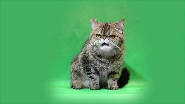 funny exotic shorthair on a green background