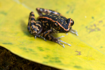 Red striped frog sitting in yellow leaf