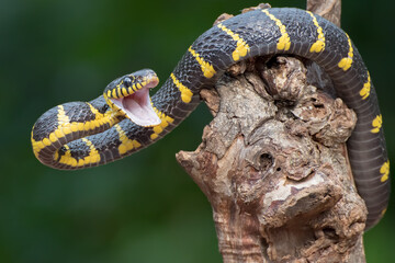 The mangrove snake in tree branch ready to attack