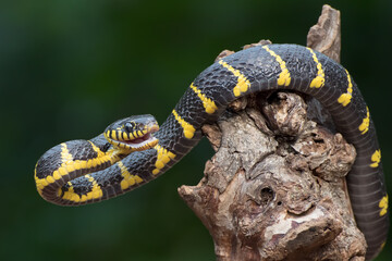 The mangrove snake in tree branch ready to attack