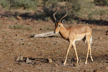 Schwarzfersenantilope / Impala / Aepyceros melampus