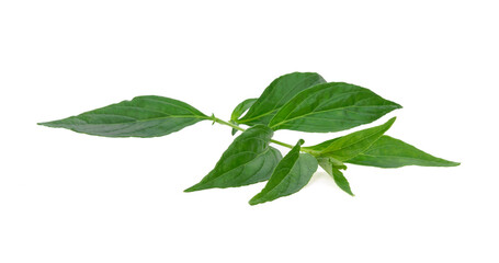 Andrographis paniculata green herbal on white background