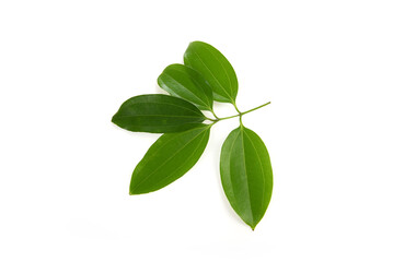 Cinnamon branch green leaves isolated on a white background.\
