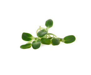 Sunflower sprouts isolated on white background