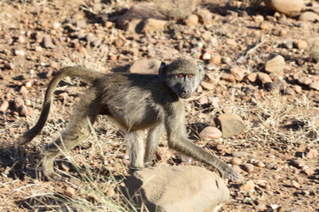 Bärenpavian / Chacma Baboon / Papio ursinus..