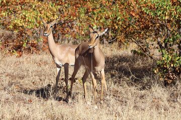 Schwarzfersenantilope / Impala / Aepyceros melampus