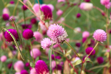 Pink flowers of spherical gomphrena (lat.Gomphrena)