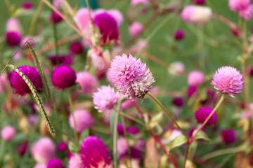 Obraz premium Pink flowers of spherical gomphrena (lat.Gomphrena)