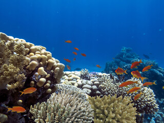 Fototapeta na wymiar Underwater scene. Coral reef, colorful fish groups and sunny sky shining through clean water in Red Sea