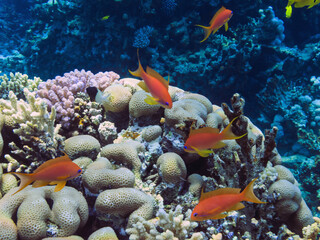 Underwater scene. Coral reef, colorful fish groups and sunny sky shining through clean water in Red Sea
