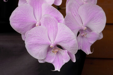 Close up of showy purple vanda orchids.