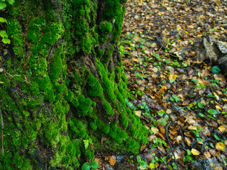 Old tree trunk covered with moss as background with copy space for text