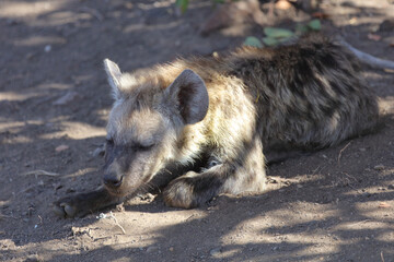 Tüpfelhyäne / Spotted Hyaena / Crocuta crocuta.