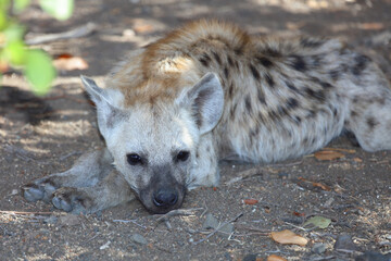 Tüpfelhyäne / Spotted Hyaena / Crocuta crocuta.