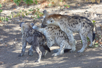 Tüpfelhyäne / Spotted Hyaena / Crocuta crocuta..